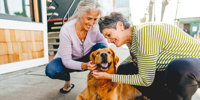 Two older ladies crouch down on the sidewalk in front of an apartment complex, tenderly petting a long-haired Labrador with affectionate smiles.